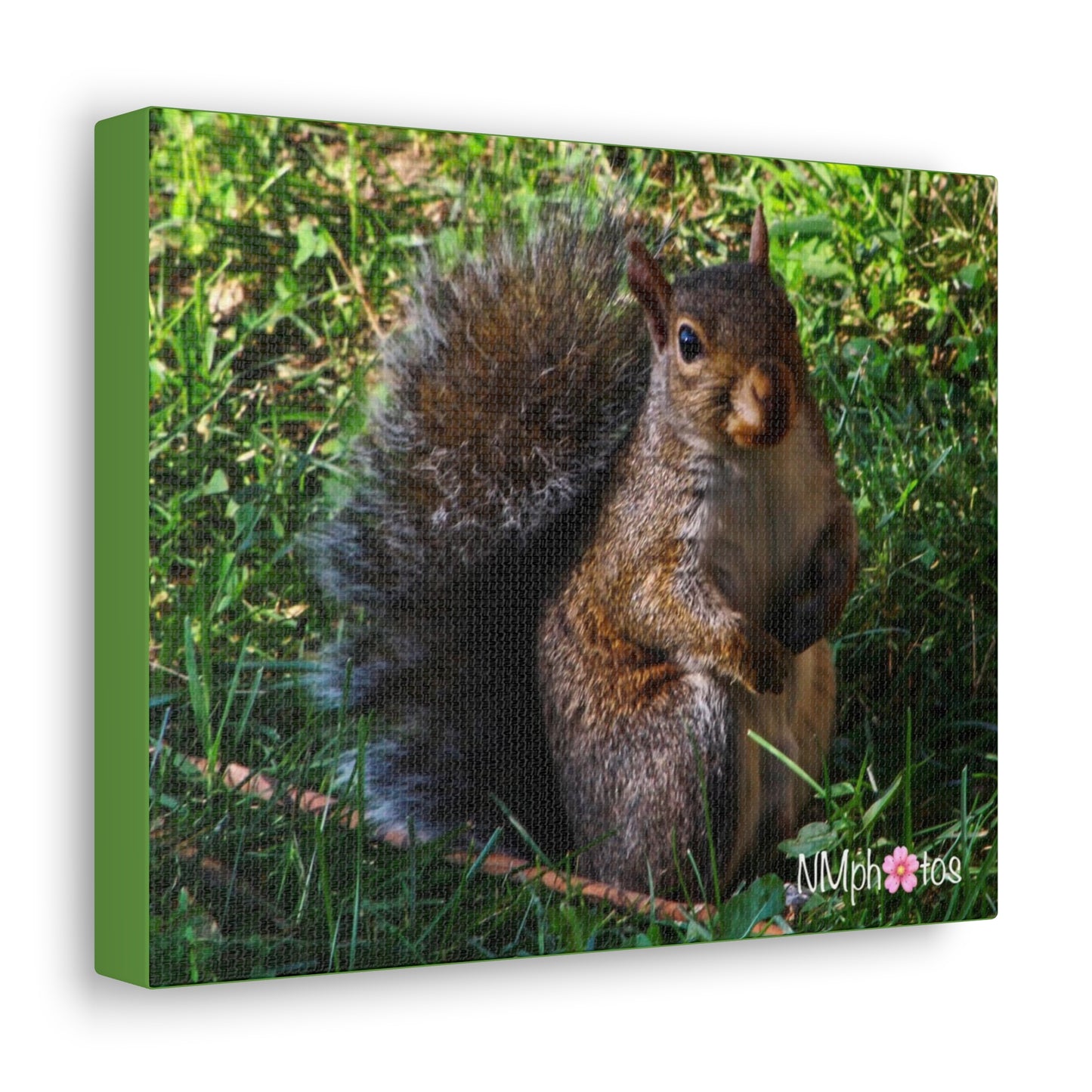 Squirrely Squirrel Canvas