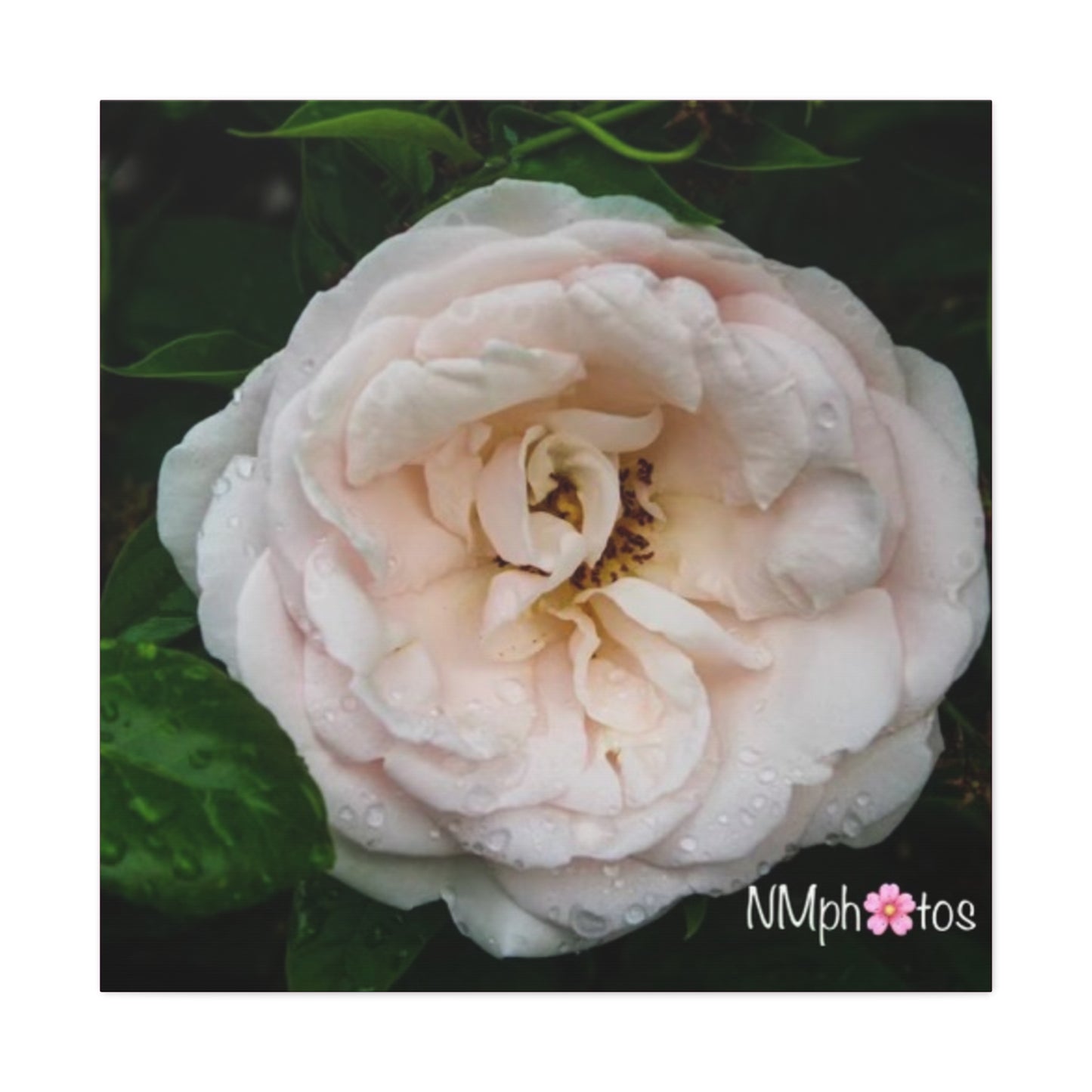 As She Blooms Canvas