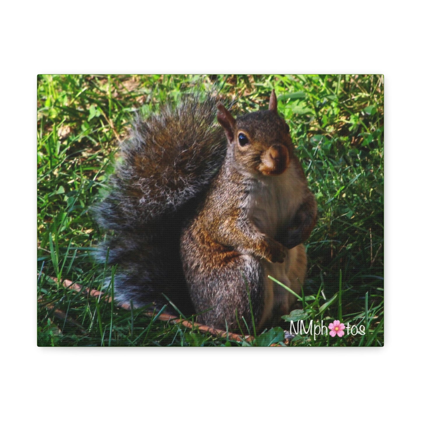Squirrely Squirrel Canvas