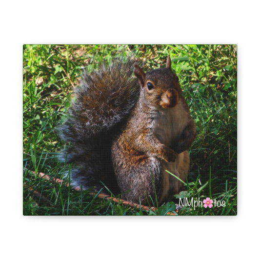 Squirrely Squirrel Canvas