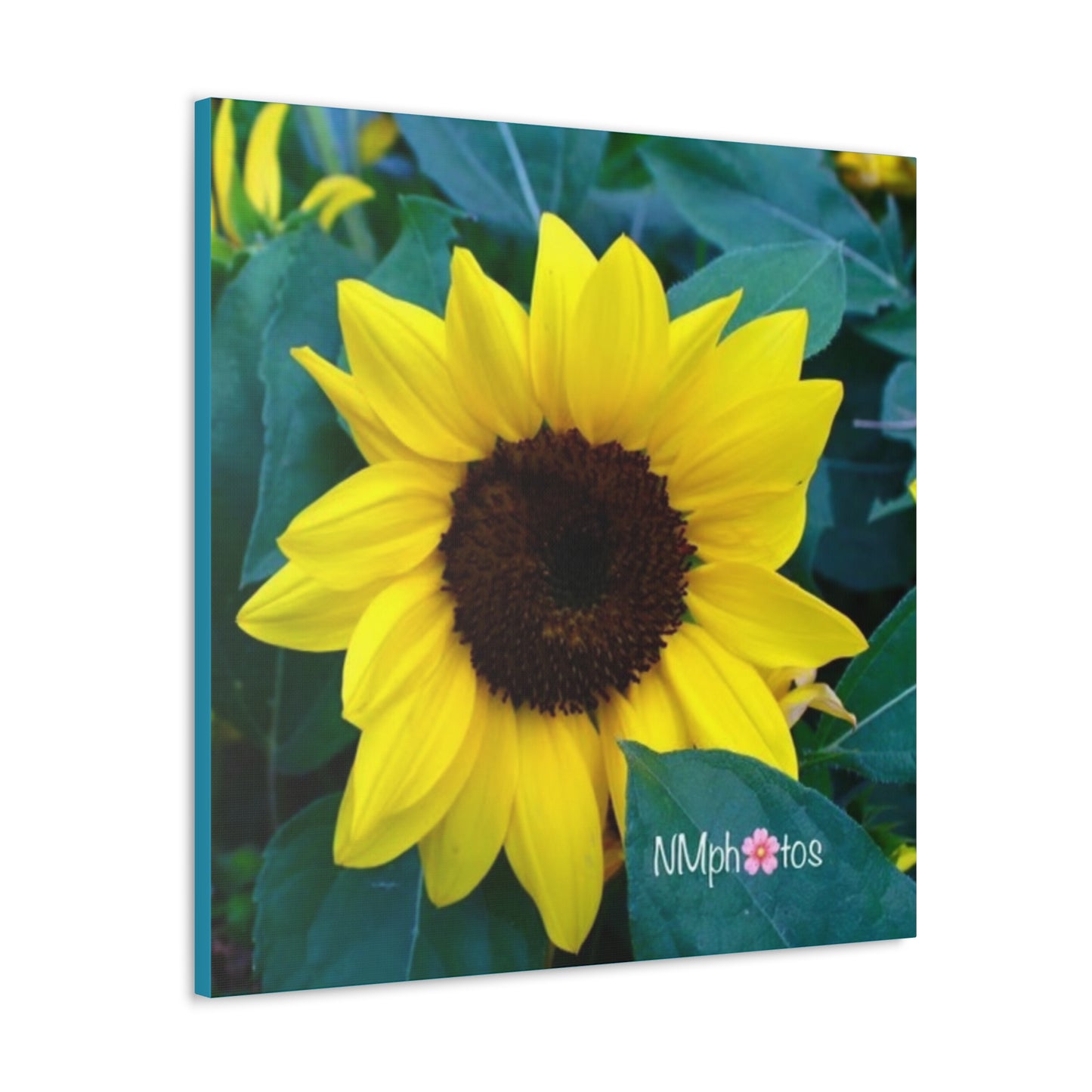 Sunflowa Daze Canvas