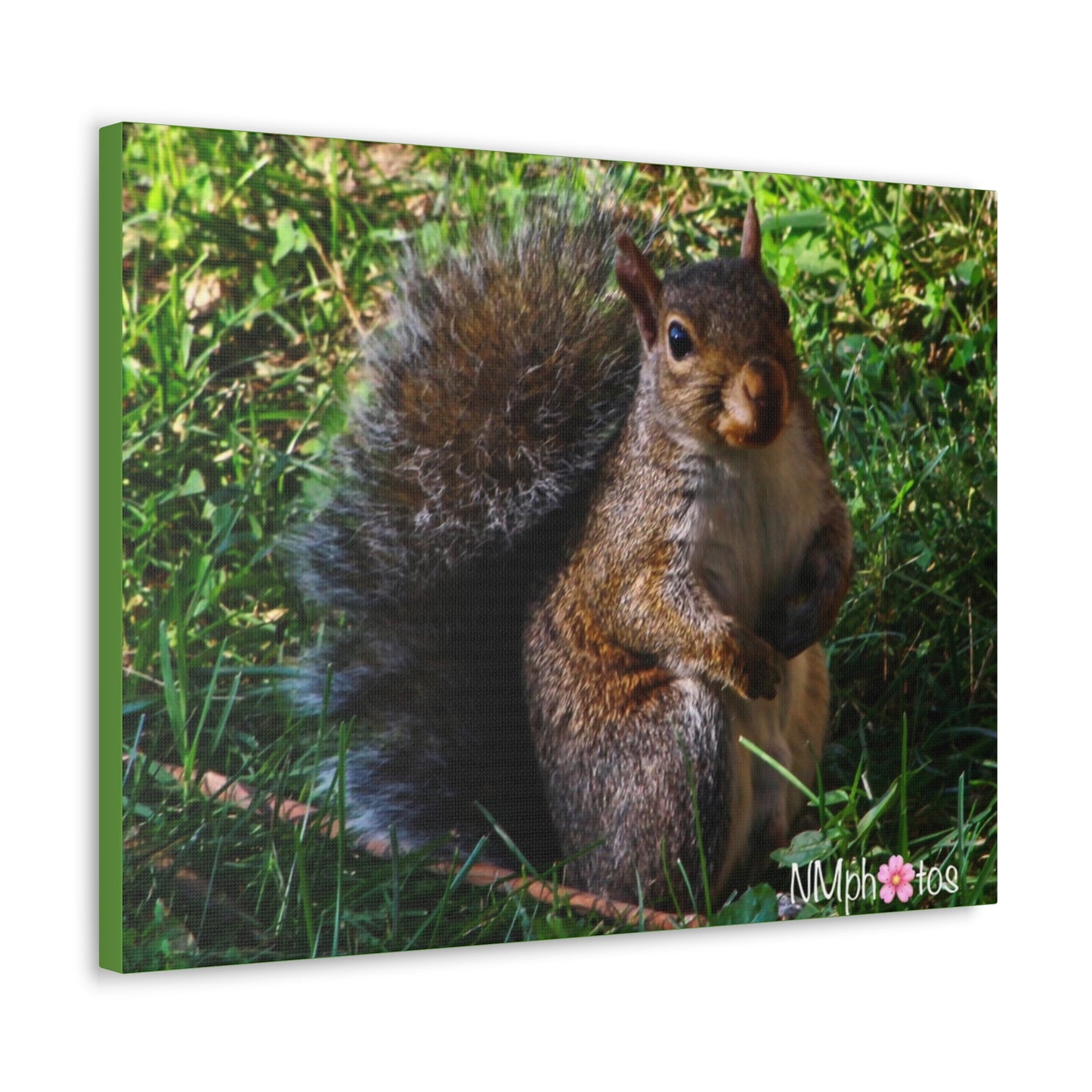 Squirrely Squirrel Canvas