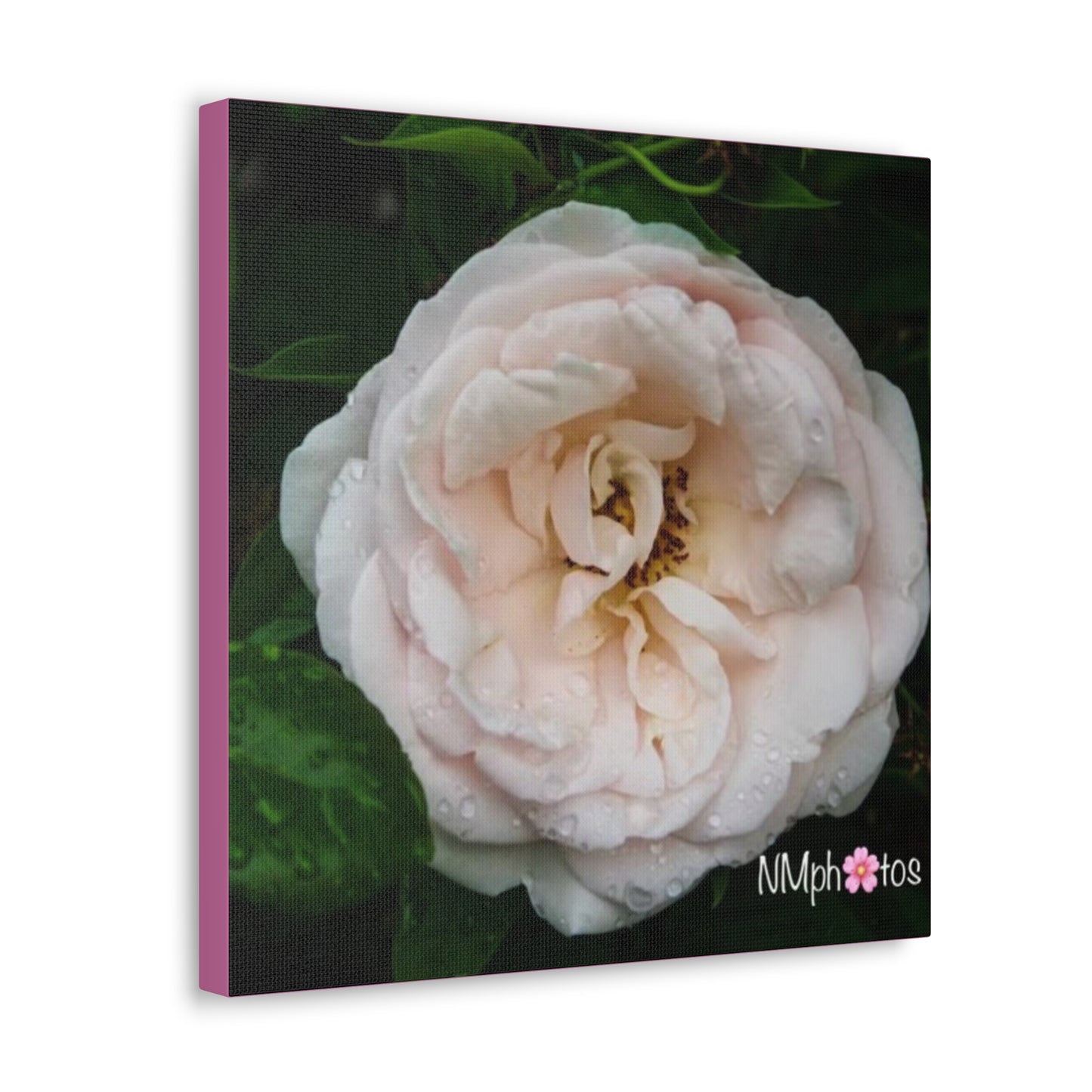 As She Blooms Canvas