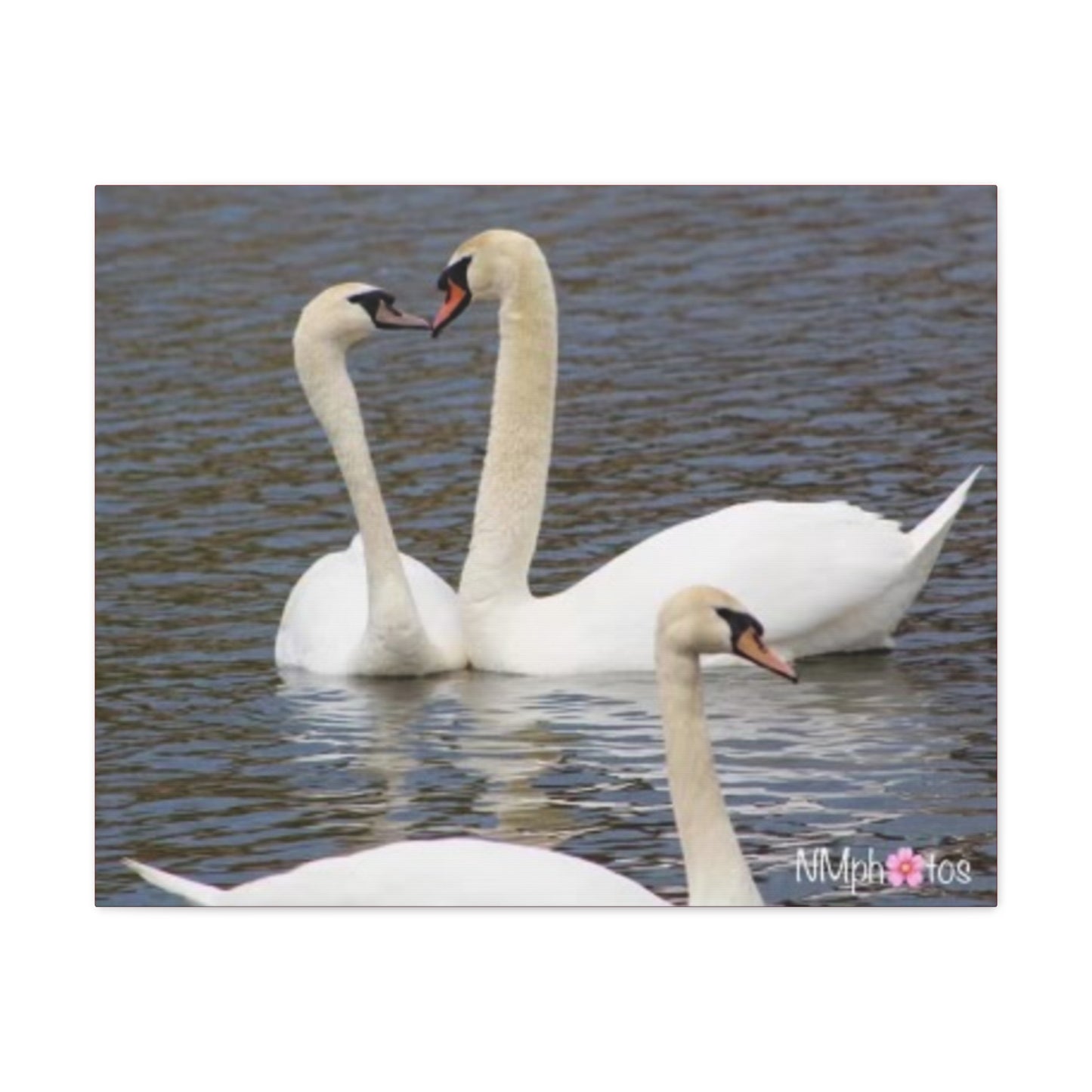 Love Birds Canvas