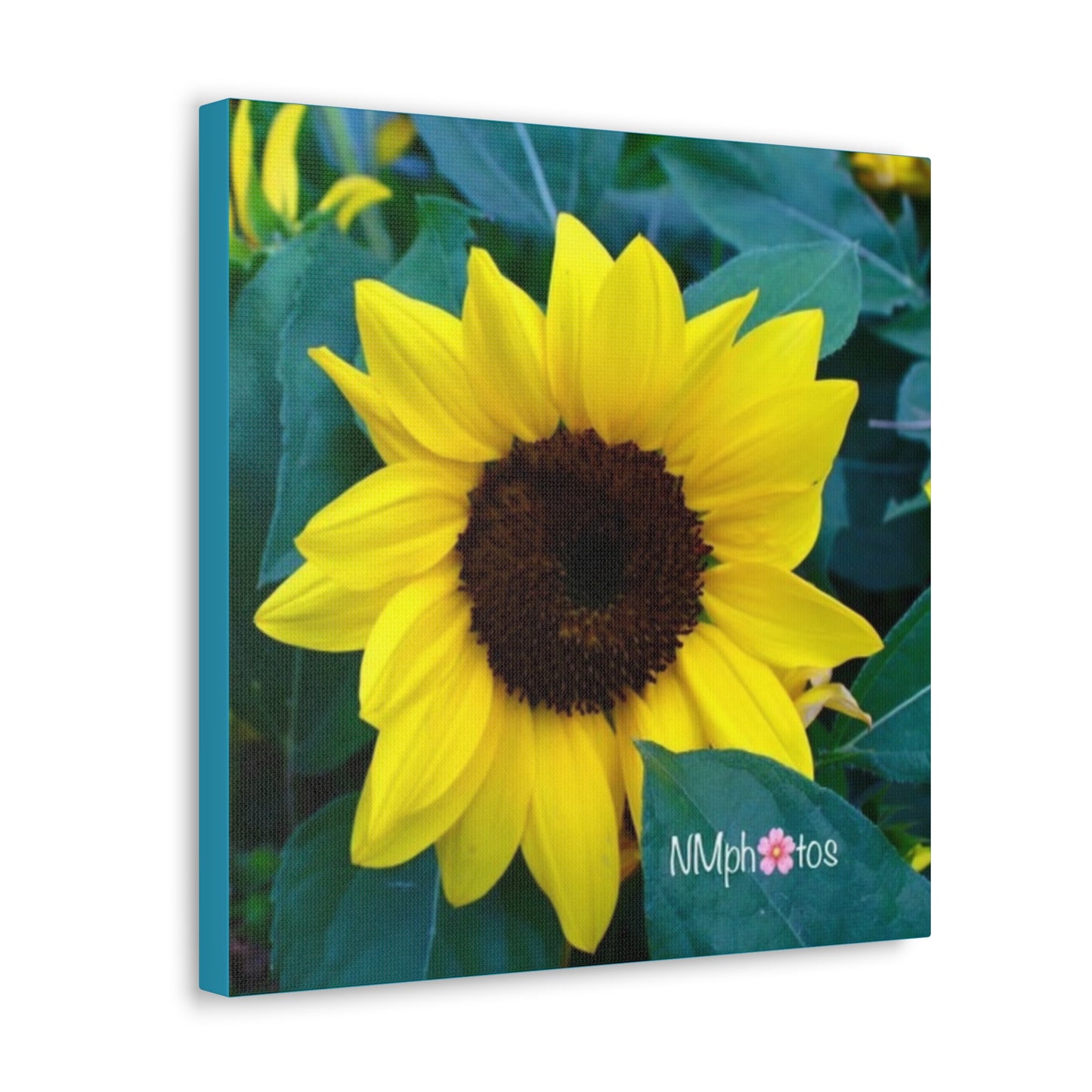 Sunflowa Daze Canvas