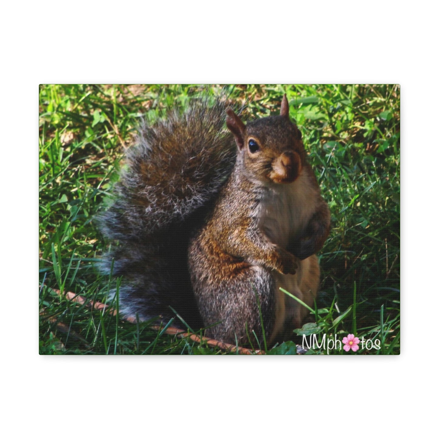 Squirrely Squirrel Canvas