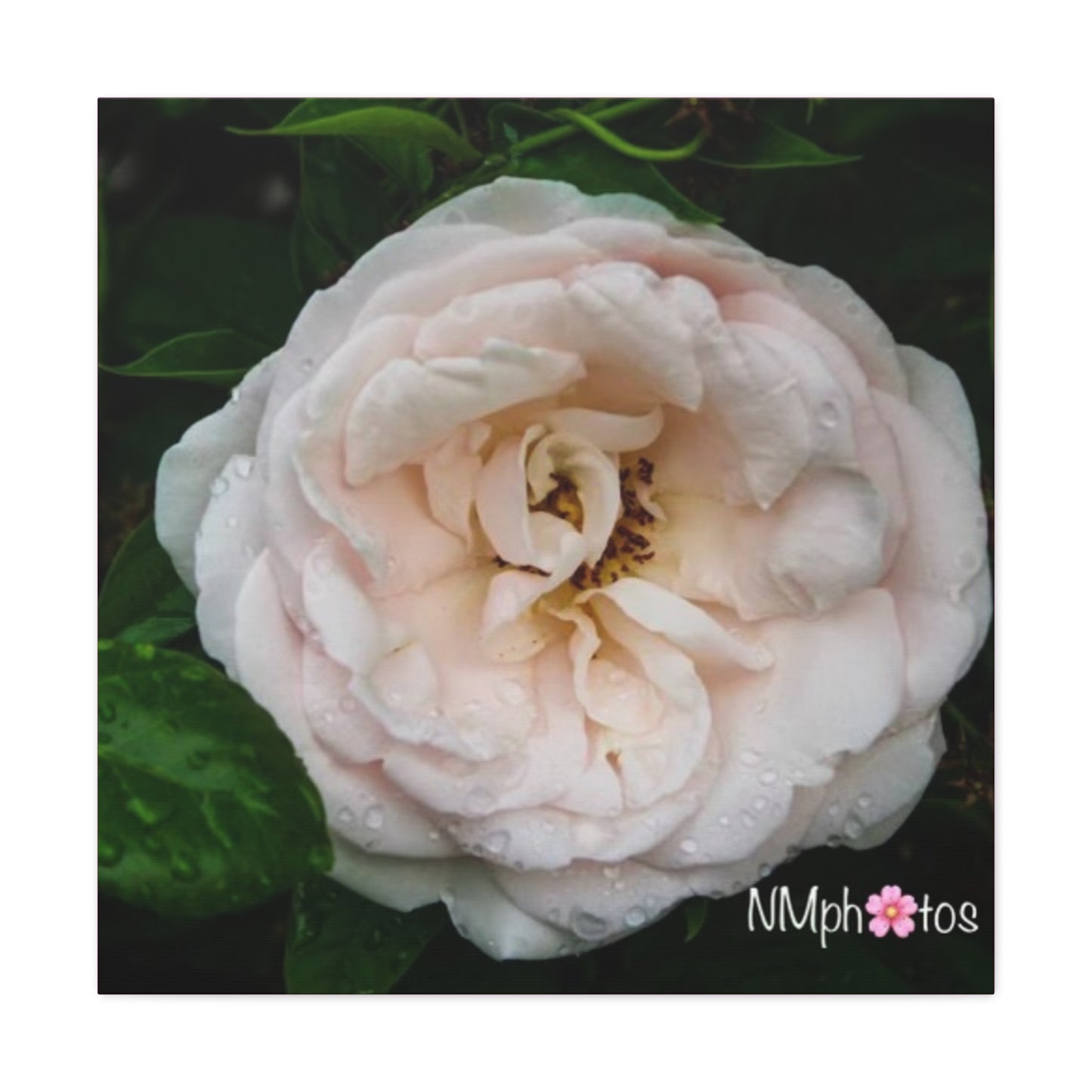 As She Blooms Canvas