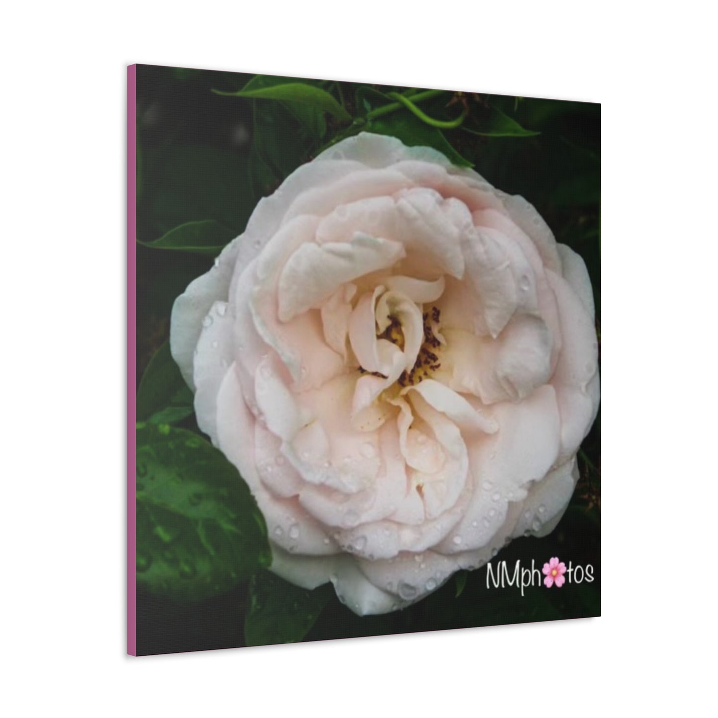 As She Blooms Canvas