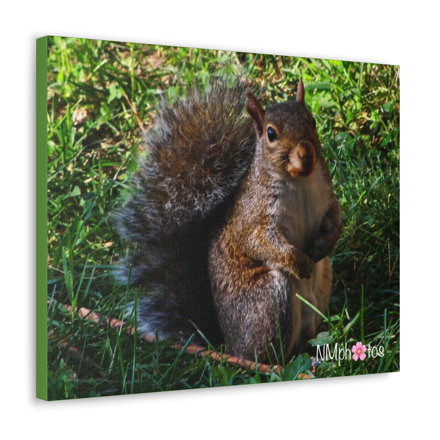 Squirrely Squirrel Canvas