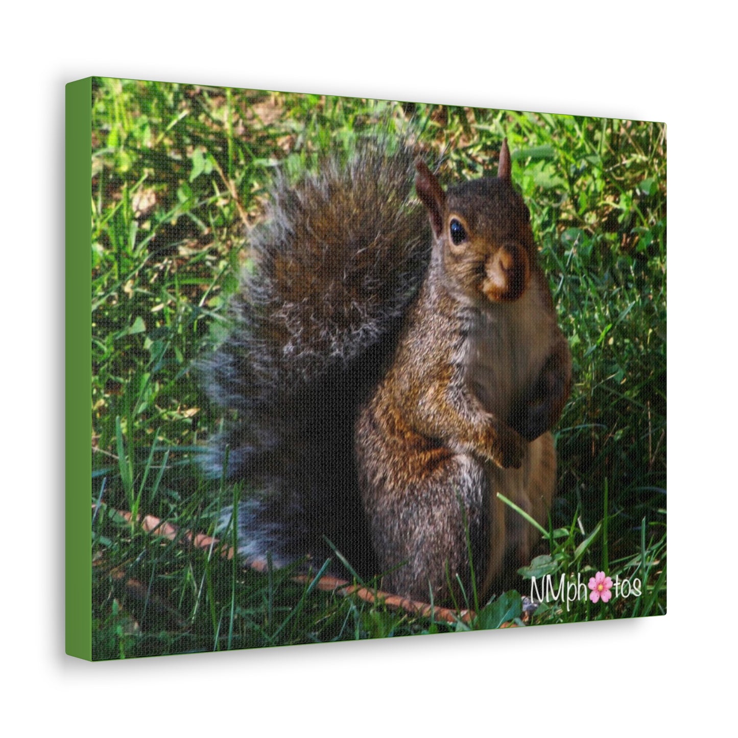Squirrely Squirrel Canvas
