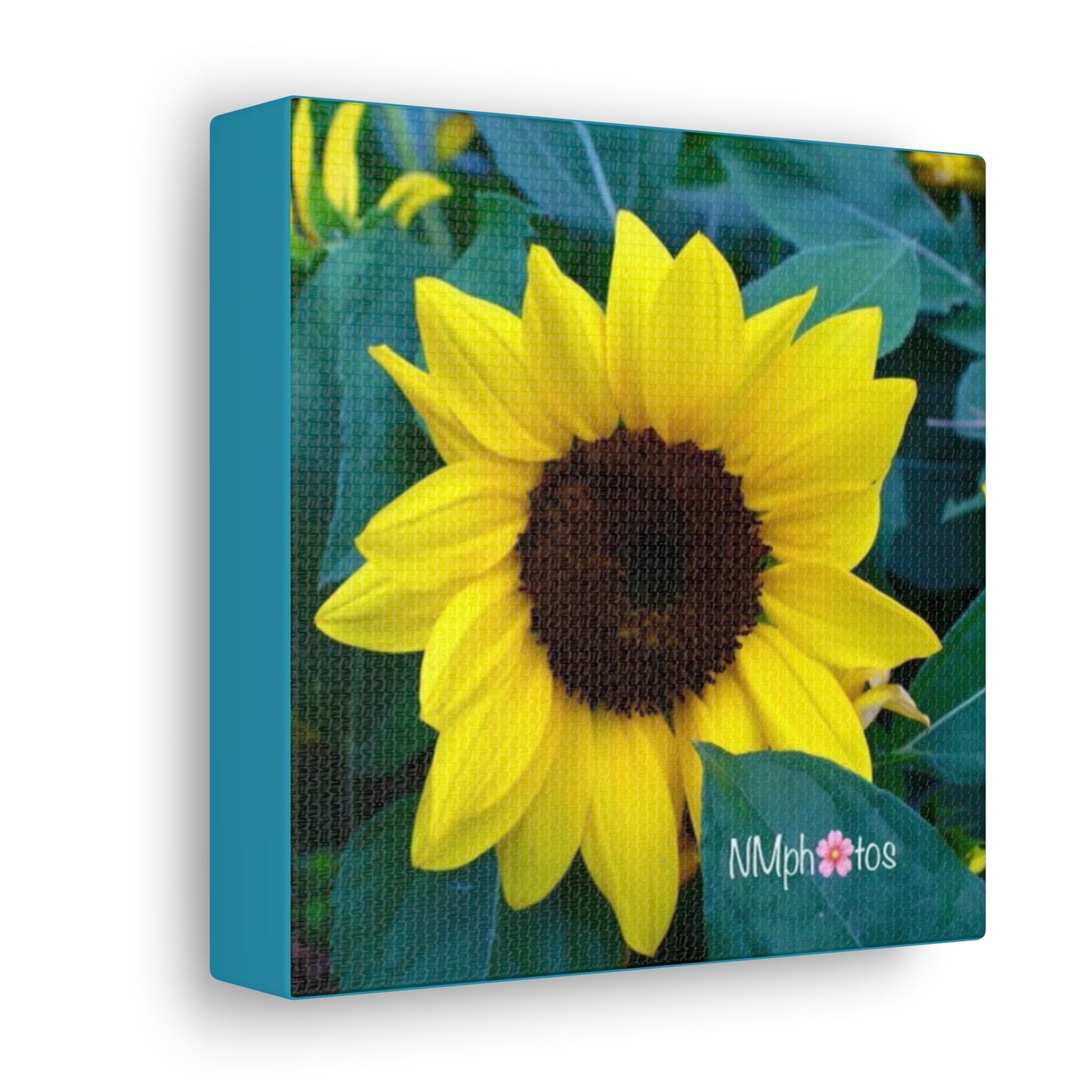 Sunflowa Daze Canvas