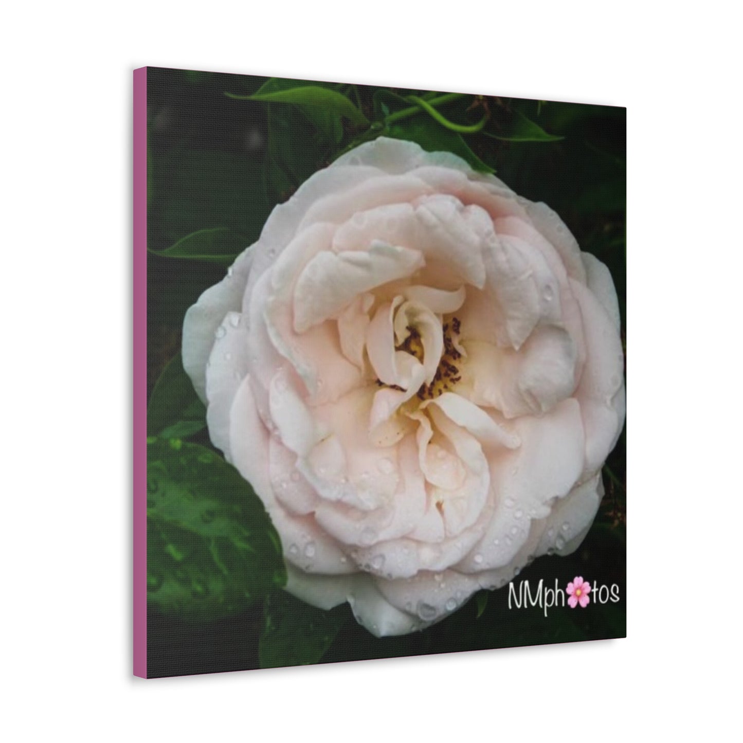 As She Blooms Canvas