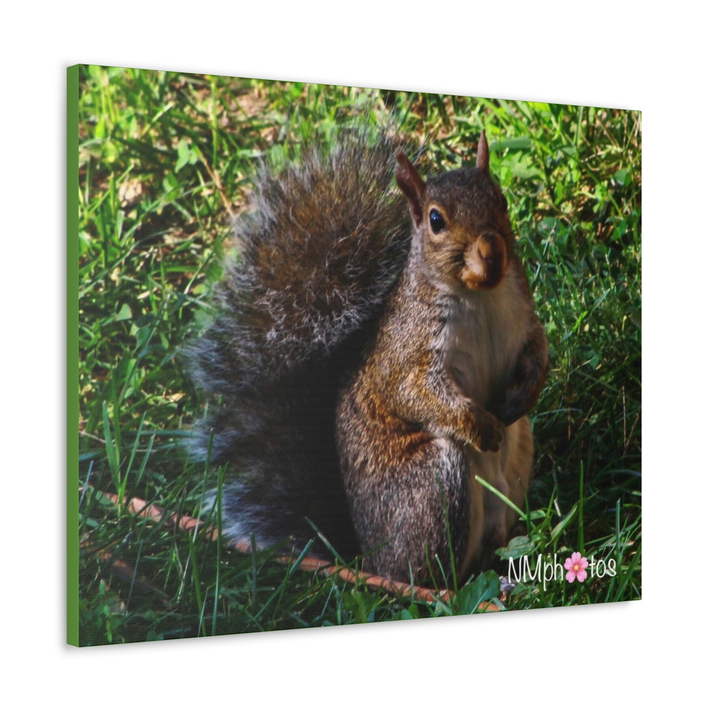 Squirrely Squirrel Canvas