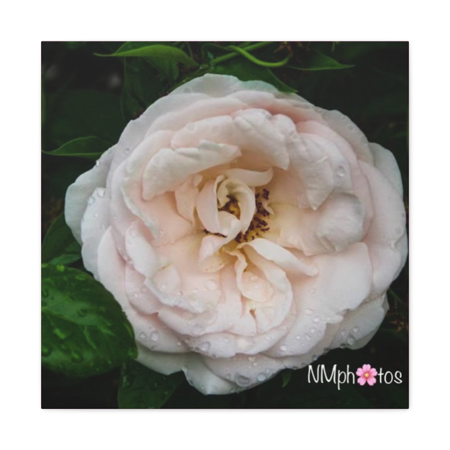 As She Blooms Canvas