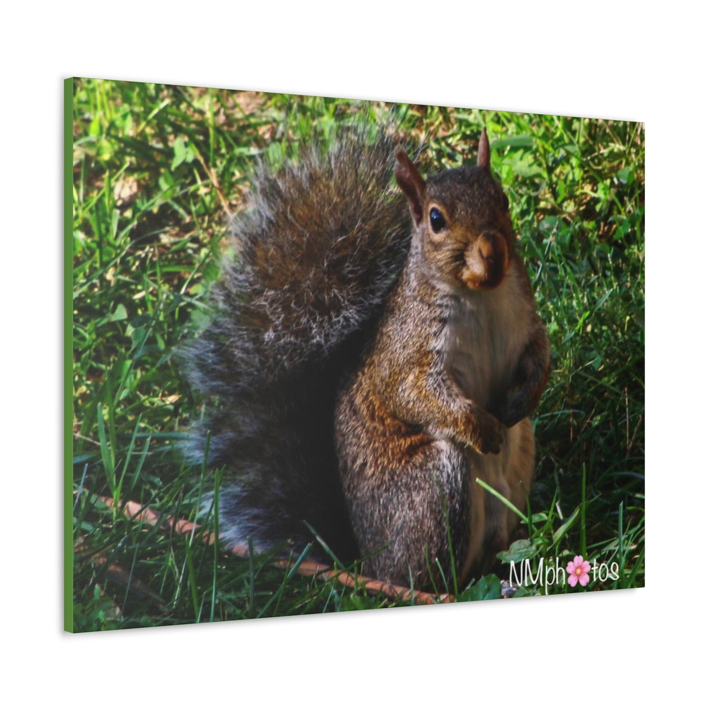 Squirrely Squirrel Canvas