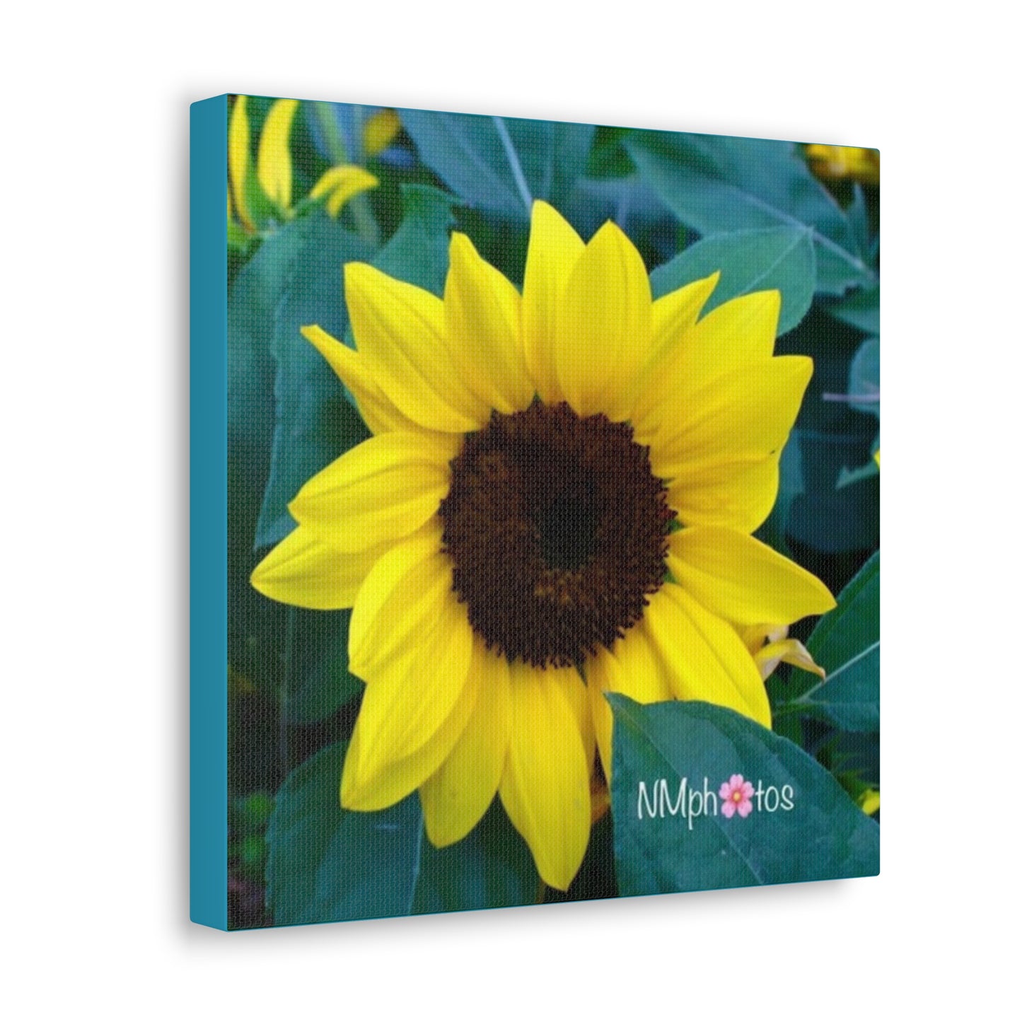 Sunflowa Daze Canvas