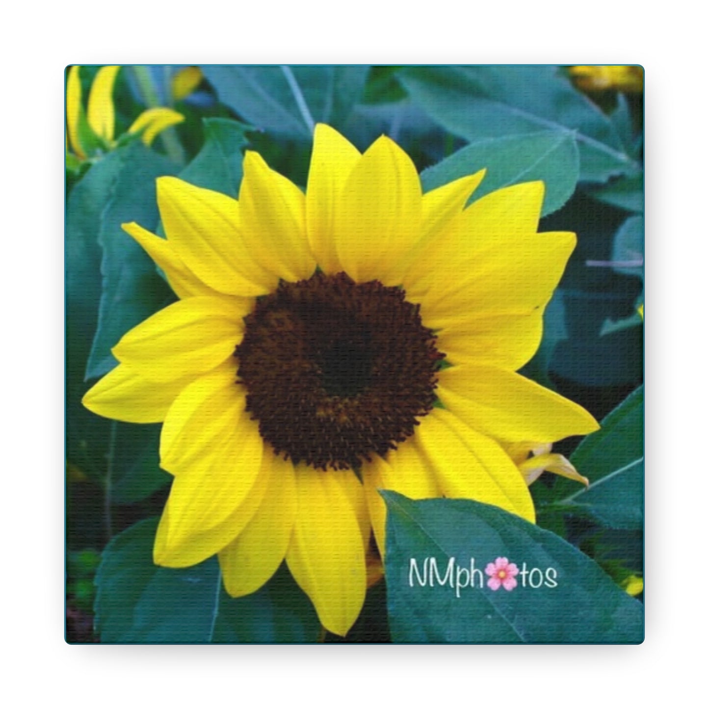 Sunflowa Daze Canvas
