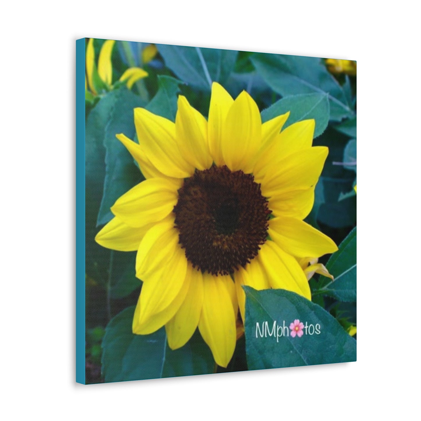 Sunflowa Daze Canvas
