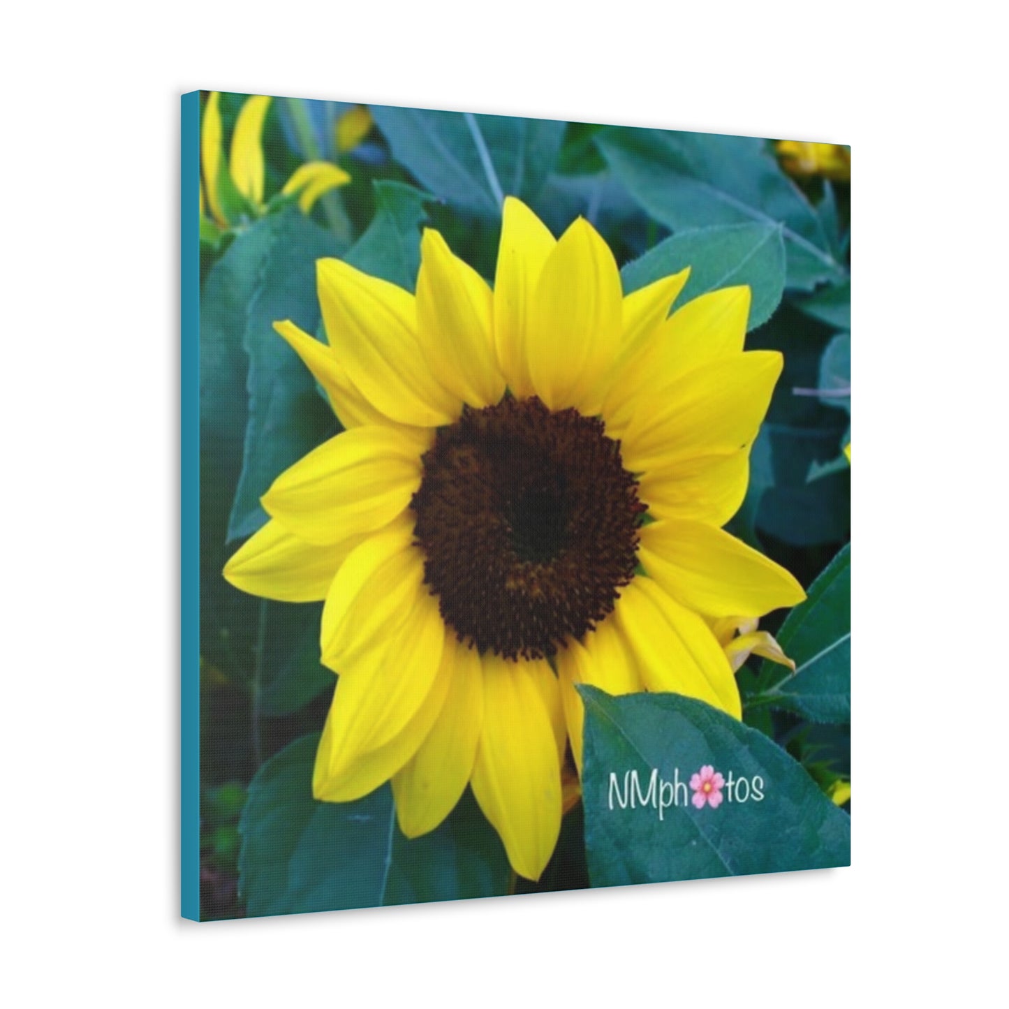 Sunflowa Daze Canvas