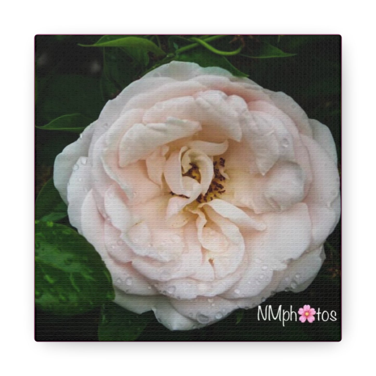 As She Blooms Canvas