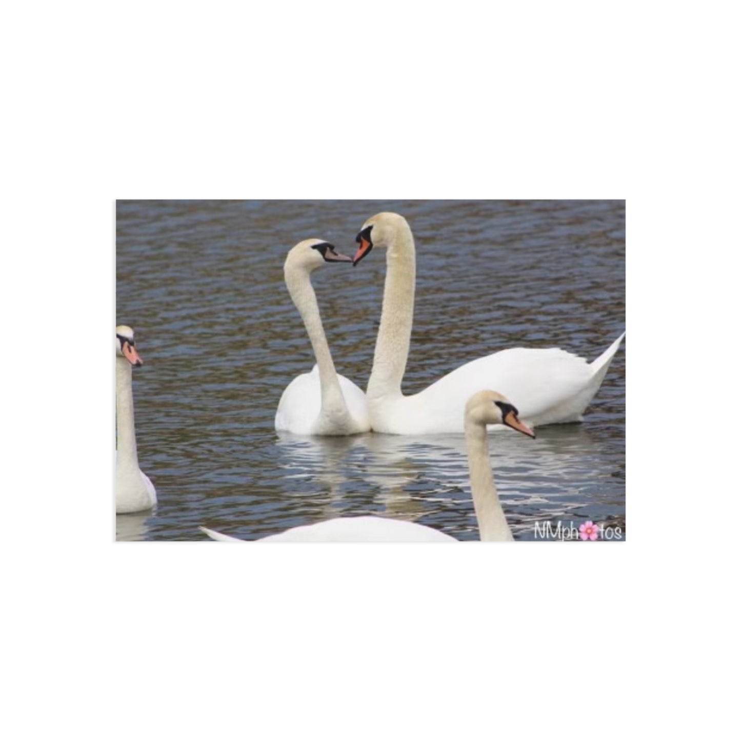 Love Birds Fine Art Postcard