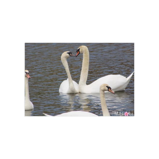 Love Birds Fine Art Postcard